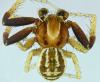 Xysticus erraticus